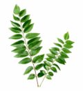 curry-leaf-kadipatta